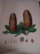 RAVENSCROFT, Edward James - Pinetum Britannicum : two volumes, half morocco,