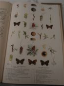 FROHAWK, F W - Natural History of British Butterflies , 64 plates, org. cloth in d/w, folio, (1919).