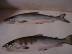 KIRKBRIDE, John - The Northern Angler,: frontis. etc., cl., 8vo.