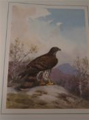 HARRISON, J.C. & EVANS, David - The Birds of Prey of the British Islands,: colour plates, org. hf.