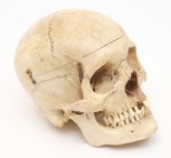 A 20th century medical anatomical skull incorporating a single styloid:,