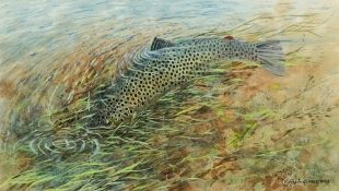 Robin Armstrong (1947) River Otter Trout: watercolour, signed lower right, 19cm x 34.