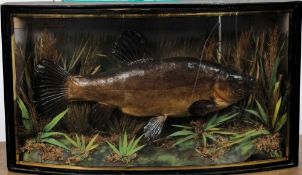 A cased taxidermy Tench by E C Saunders, Great Yarmouth:,