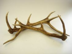 A set of eleven point stag's horns, unmounted:.