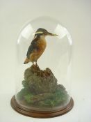 (Alcedo atthis) A preserved Kingfisher under glass dome:, naturally set on a mahogany socle,