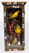 (Oriolus oriolus) Three cased Golden Orioles:, naturally set in a glazed and floral decorated case,
