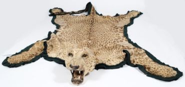 An early 20th century Leopard skin rug:, the taxidermy head with glass eyes,