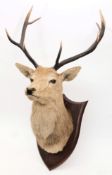An eight point stags head on oak shield plinth by P Spicer & Sons, Leamington:, 68cm wide.