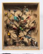 A late 19th century library taxidermy display case of wild birds:,