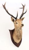 A fourteen point stags head on an oak shield plinth by P Spicer & Sons, Leamington:, 62cm wide.