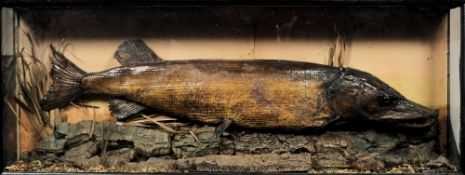 A case preserved Pike:, unsigned, naturally set in a glazed case, 43cm x 112cm x 18cm.