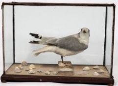 A full mount taxidermy gull on a naturalistic base in a glazed case:, 38cm x 53cm x 28cm.