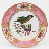 A Paris porcelain dessert plate by Boyer Sr de Feuillet: painted with an exotic bird perched on a