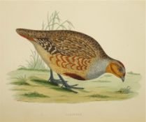 MORRIS, Beverley, R - British Game Birds and Wildfowl : 60 hand coloured wood block plates, org.