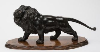 A bronze study of a prowling lion: with snarling face, unsigned, on polished wood base, 50cm. long.