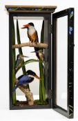 (Halcyon pileata) & (Aleyone pusilla) a cased group of four Kingfishers:,