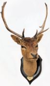An Edwardian stags head on an oak plinth, for 'The Ribblesdale Buckhounds Feb 18 1911':,