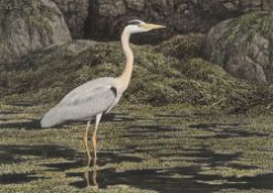 * Simon Turvey [b.1957]- Hebridean Heron:- signed bottom right watercolour 25 x 35.5cm.