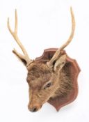 A French taxidermy deer's head on shield plinth:.