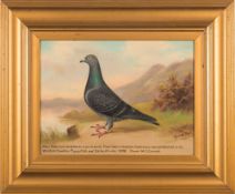 * Andrew Beer [1862-1954]- Blue Check Cock. Owner M.G. Cornish.