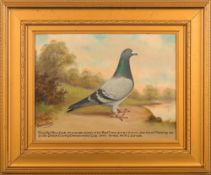 * Andrew Beer [1862-1954]- Pencilled Blue Cock. Owner Mr M.G. Cornish.