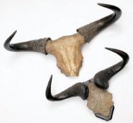 Two pairs of Water buffalo horns, the smaller pair on a wooden plinth:.