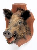 (Sous scrofa) a French taxidermy wild boar's head on a shield plinth:, .
