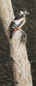 * Simon Turvey [b.1957]- Great Spotted Woodpecker:- signed bottom left watercolour 45 x 18.5cm.