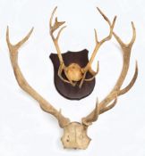 A set of 10 point antlers and a set of 14 point antlers on a shield plinth:,(2).