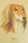 S M Harmer Two watercolour drawings Studies of Saluki dogs, 