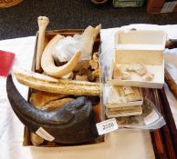 Sundry pieces of fossillised bone,