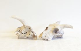 Two sheep or ram's skulls and sundry animal bones