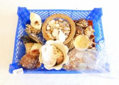 A quantity of shells including cowrie and conch (1 box)