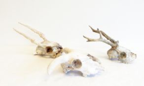 Two small antelope skulls with horns,
