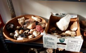 A quantity of fossilised rock, a quantity of pieces of fossillised wood, coral,