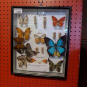 A glazed case of twelve Malaysian butterfly specimens (some loose).