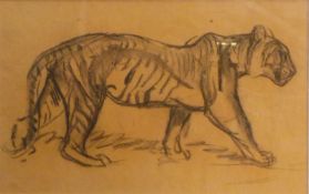 Elsie Henderson (1880 - 1967) A charcoal pastel study of a tiger, 25cm x 35cm, unsigned, with