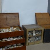 A large collection of various seashells cased in an early 19th Century Indian teak lidded box and