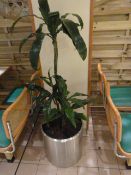 *Brushed Stainless Steel Planter Complete with Plant