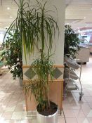 *Brushed Stainless Steel Planter with Plant