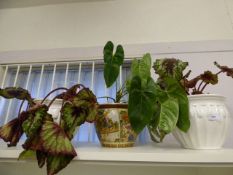 3 Pot Plants with Bowls