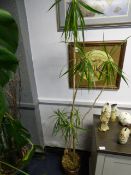 Indoor Dragon Tree Plant