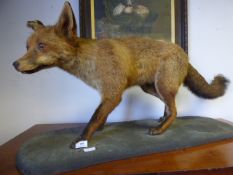 Taxidermy Figure of a Fox