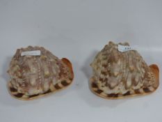 Two Conch Shells