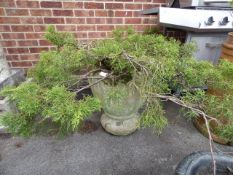 Cast Concrete Planter with Plant