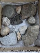 Box Containing Twelve Geological Samples