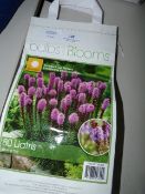 *SPRING BULB ASSORTMENT