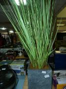 *DOGTAIL/ ZEBRA GRASS IN PLANTER