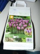 *SPRING BULB ASSORTMENT