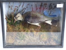 Taxidermy Subject of a Lapwing